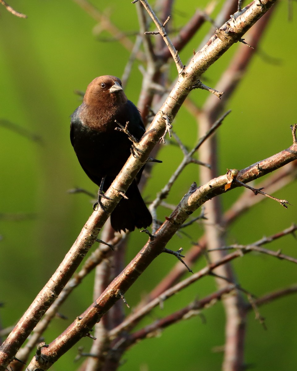 Brown-headed Cowbird - Wes Slauenwhite