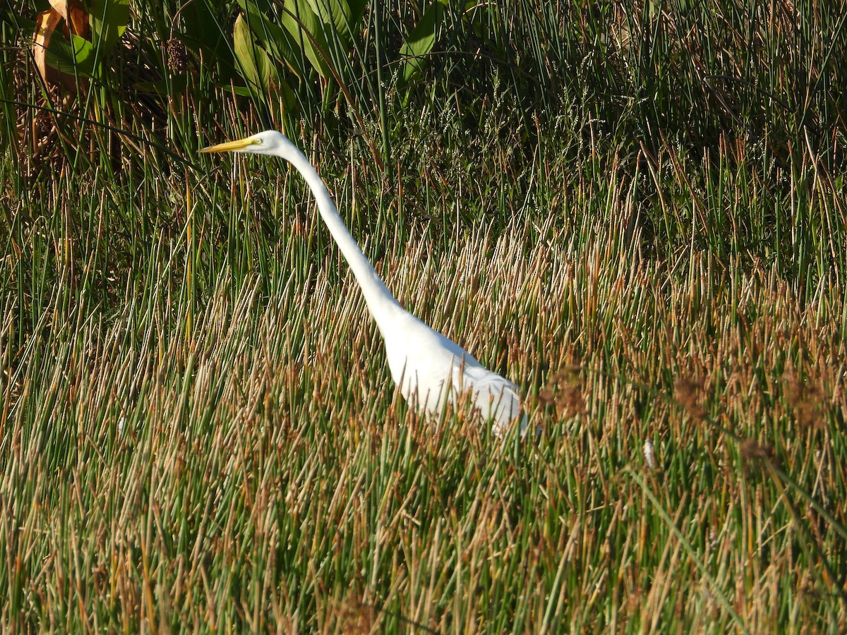 Great Egret - Eve Waterman