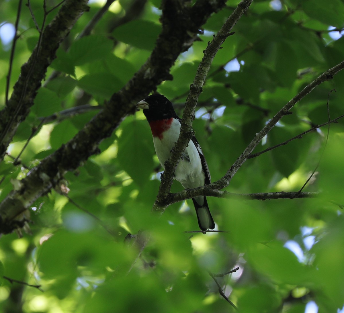 Rose-breasted Grosbeak - ML619454937