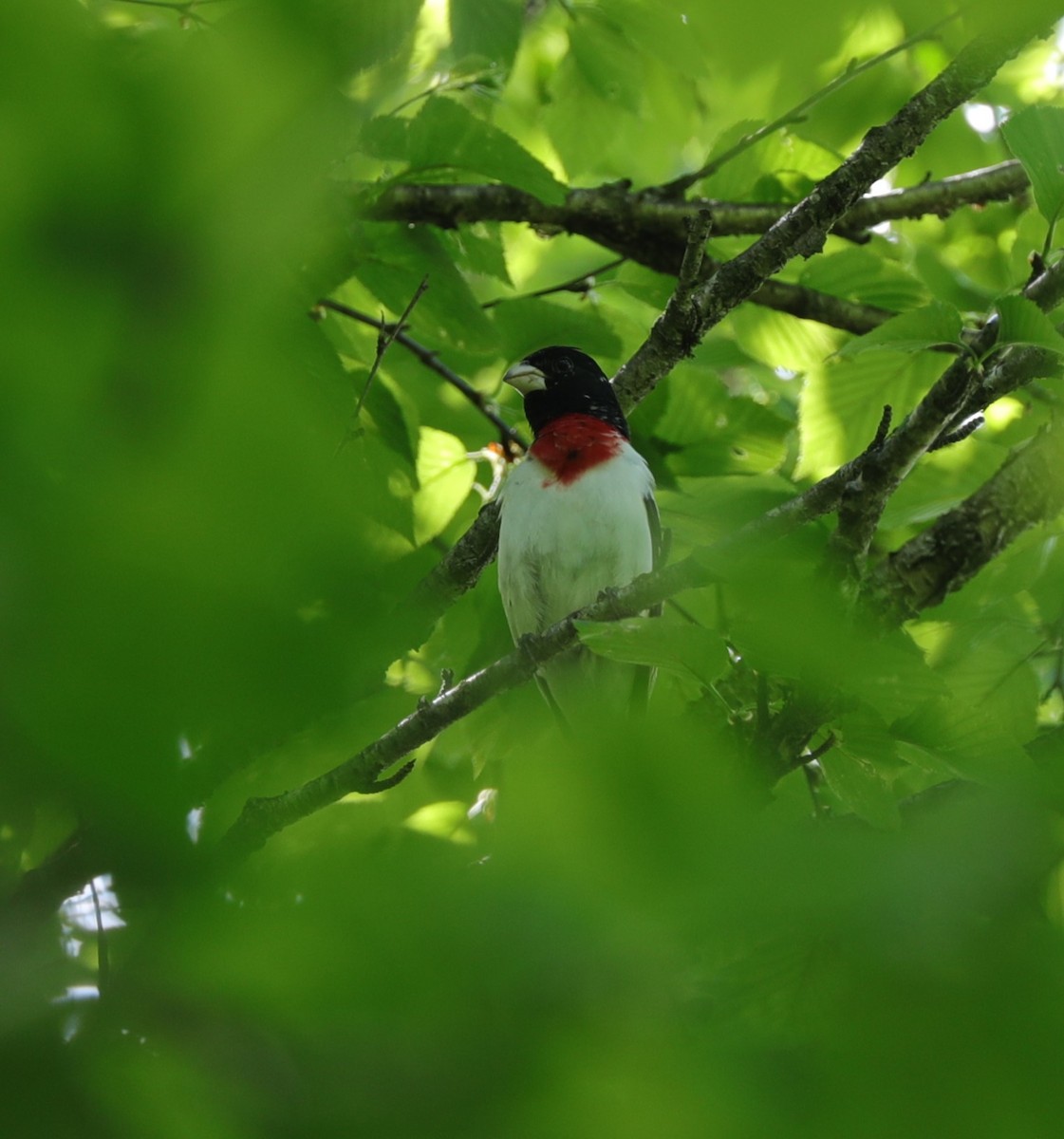 Rose-breasted Grosbeak - Laurel Barnhill