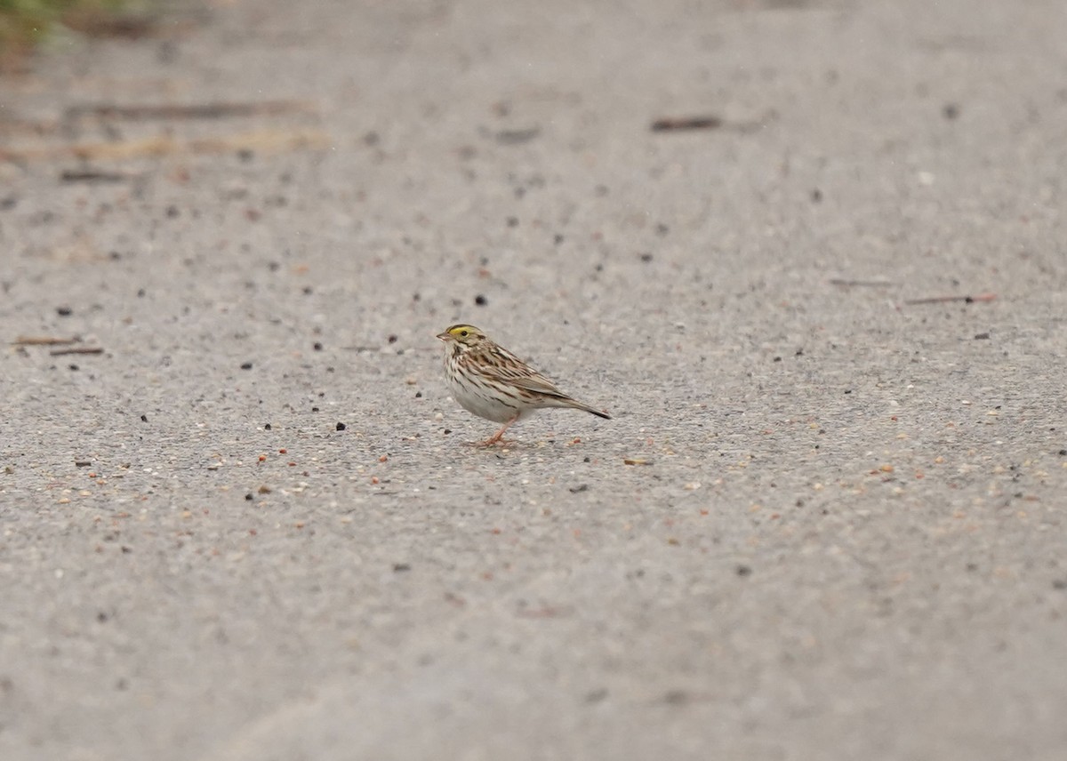 Savannah Sparrow - Pam Hardy