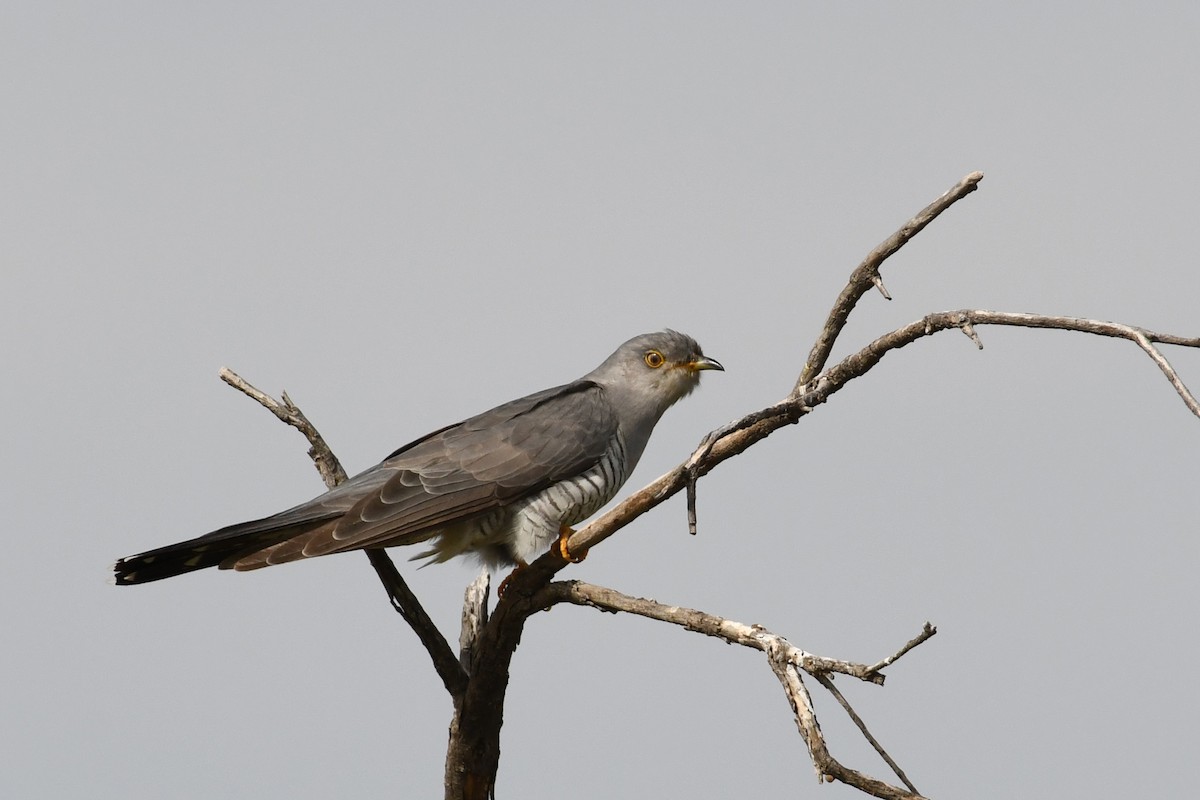 Common Cuckoo - Mehdi Dorostkar