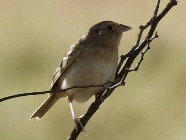 Grasshopper Sparrow - Dave Ball