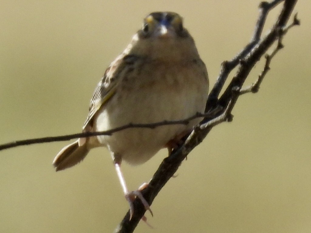 Grasshopper Sparrow - Dave Ball