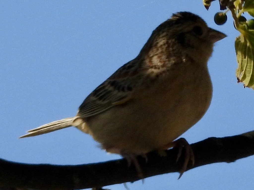 Grasshopper Sparrow - Dave Ball
