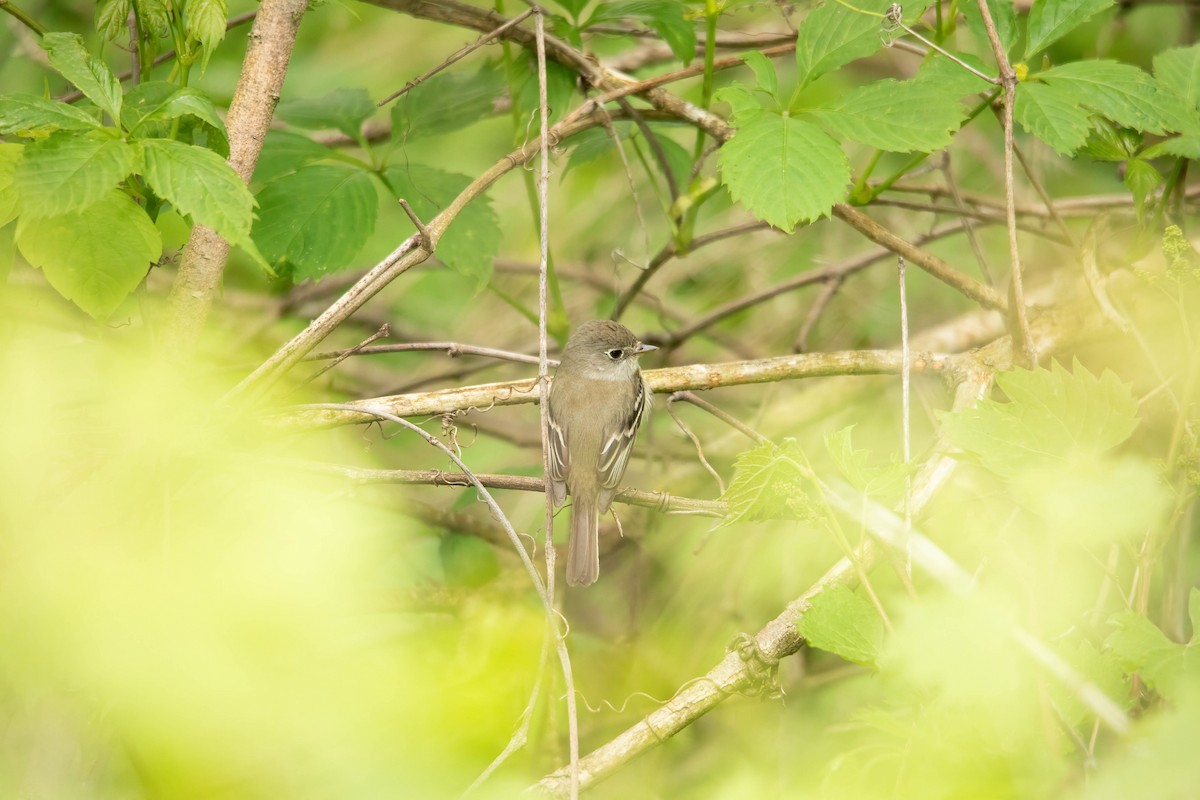 Least Flycatcher - Sterling Sztricsko