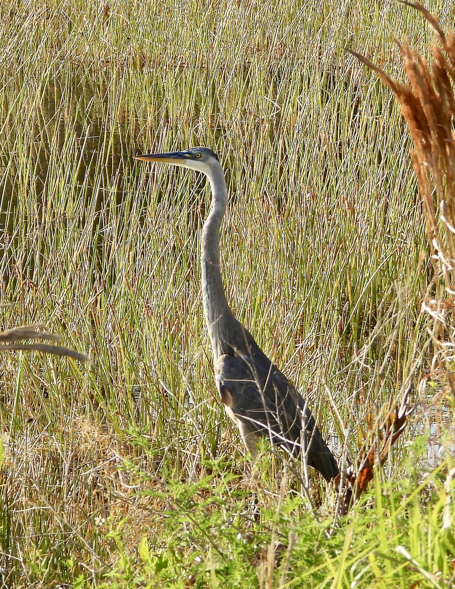 Great Blue Heron - Eve Waterman