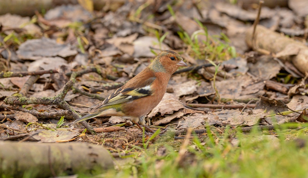 Common Chaffinch - Theo de Clermont