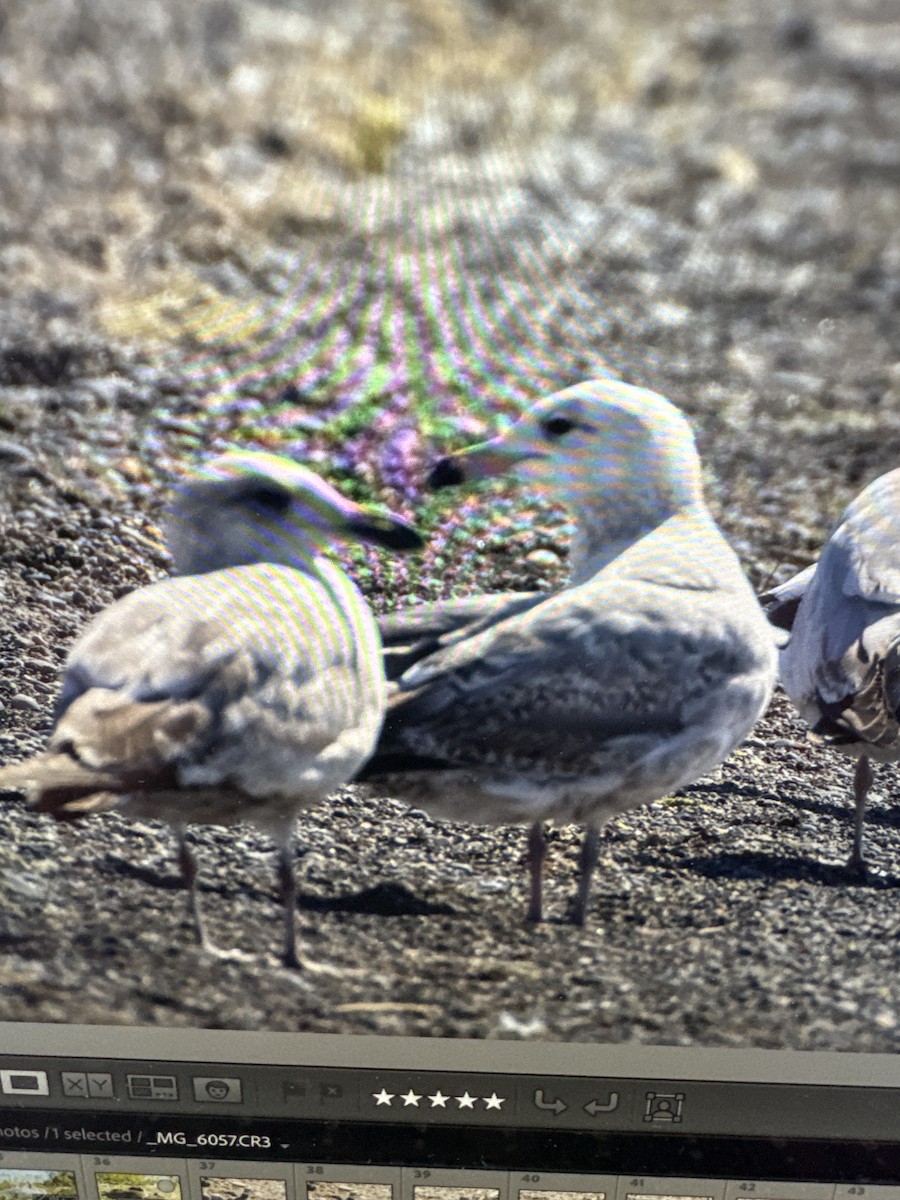 Ring-billed Gull - ML619454975