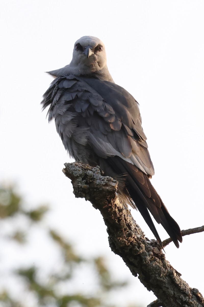 Mississippi Kite - Zach L