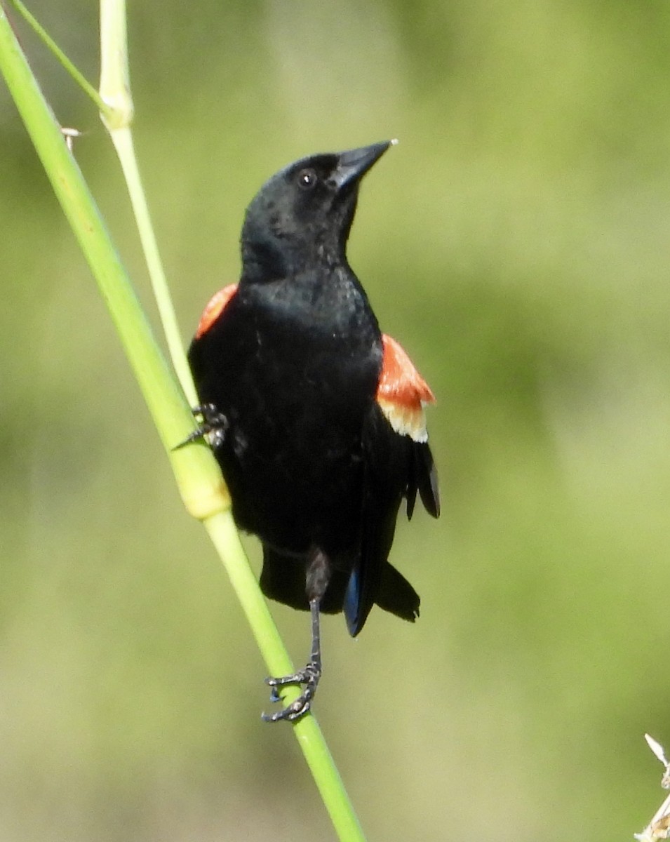 Red-winged Blackbird - Eve Waterman