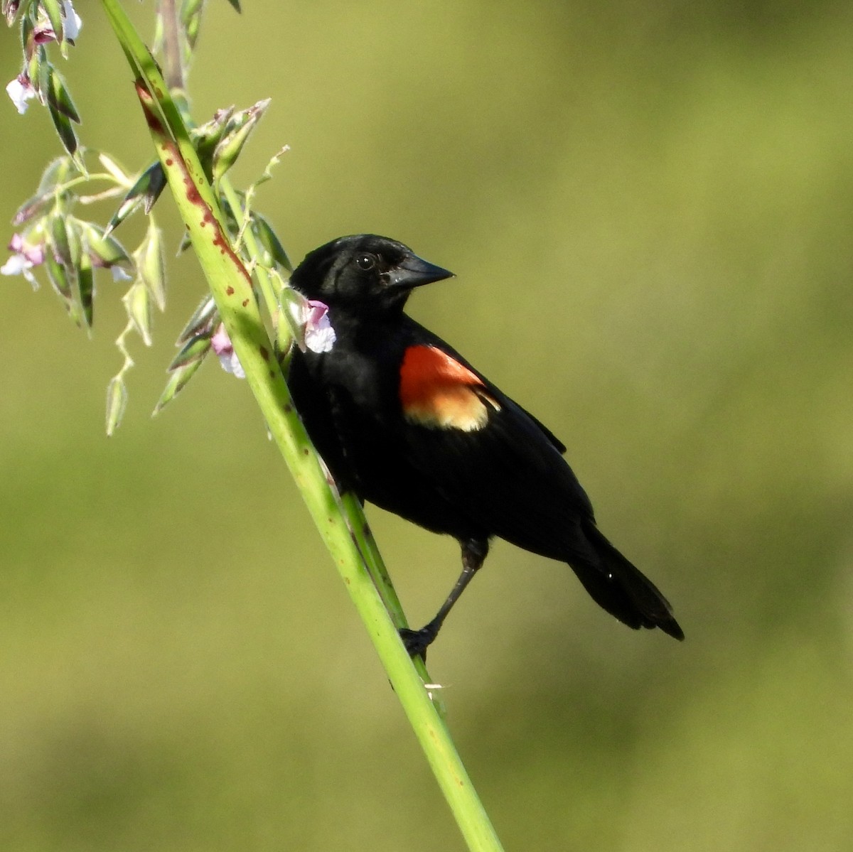 Red-winged Blackbird - Eve Waterman