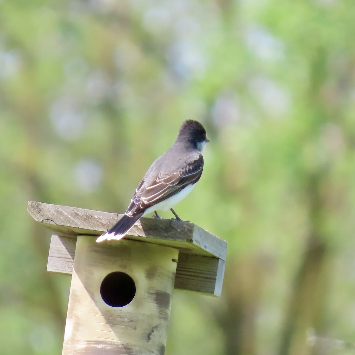 Eastern Kingbird - Jocelyn K