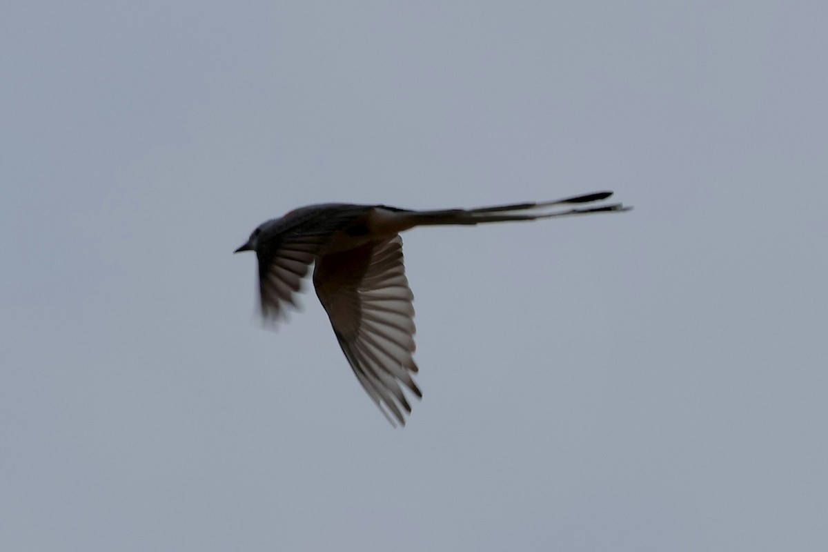 Scissor-tailed Flycatcher - Zach L