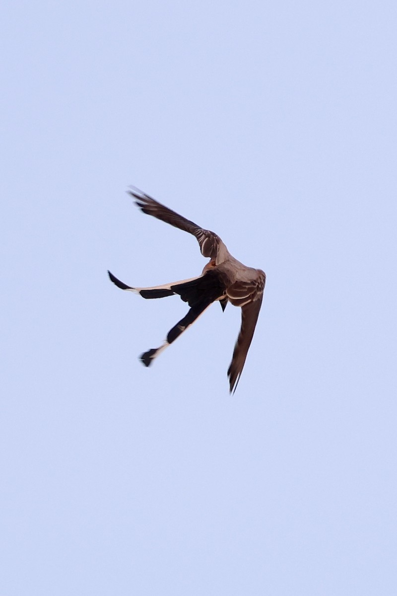 Scissor-tailed Flycatcher - Zach L