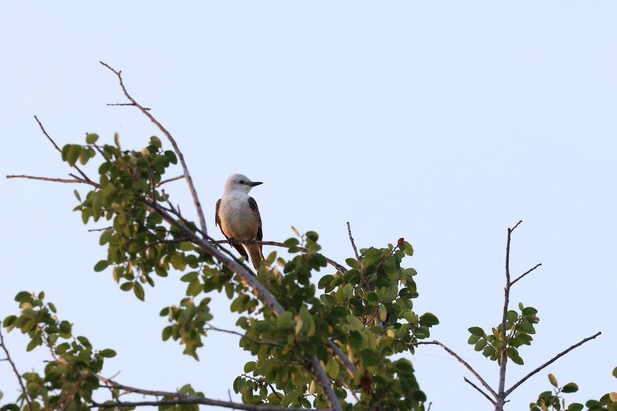 Scissor-tailed Flycatcher - ML619455003