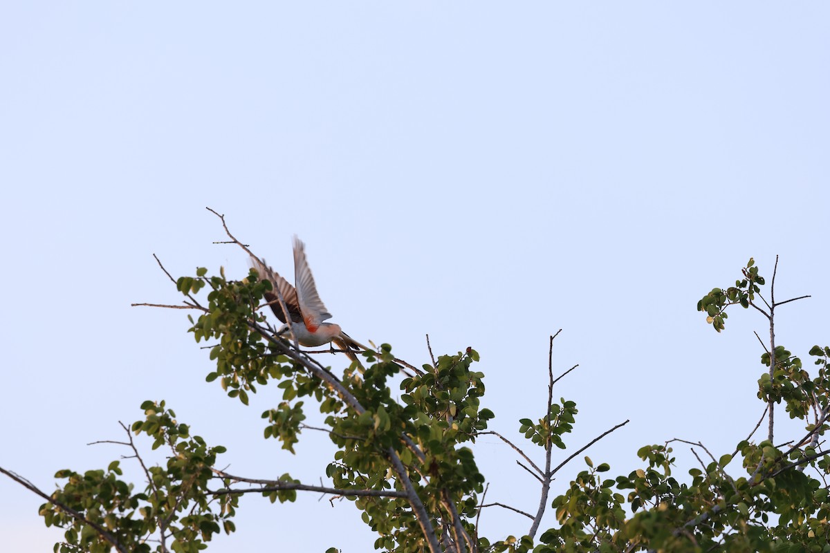 Scissor-tailed Flycatcher - Zach L