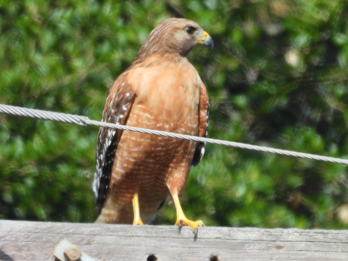 Red-shouldered Hawk - Dave Ball