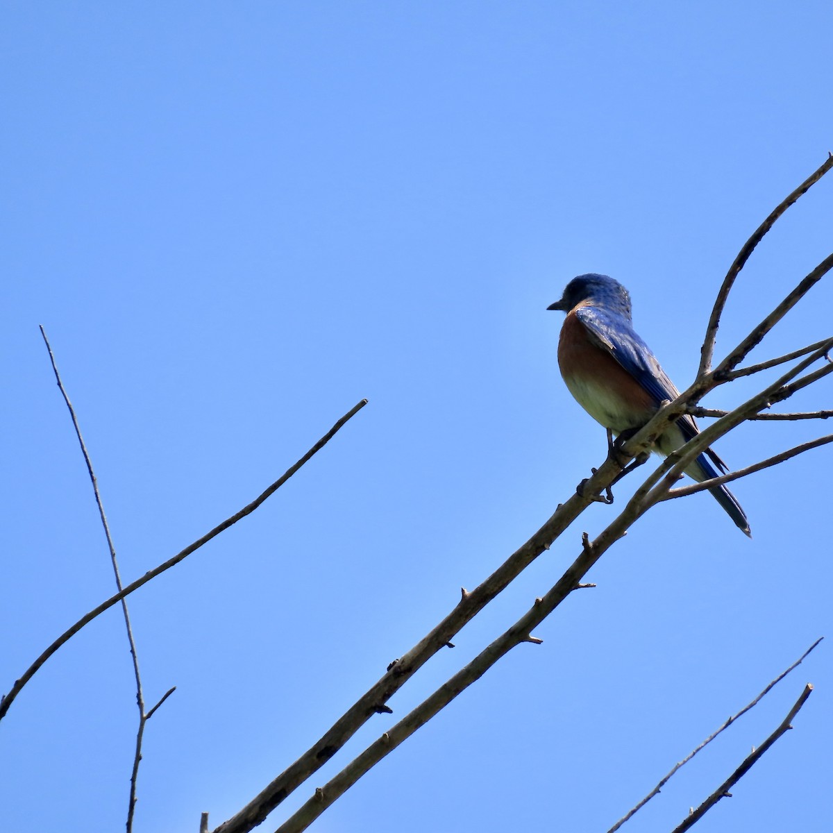 Eastern Bluebird - Jocelyn K