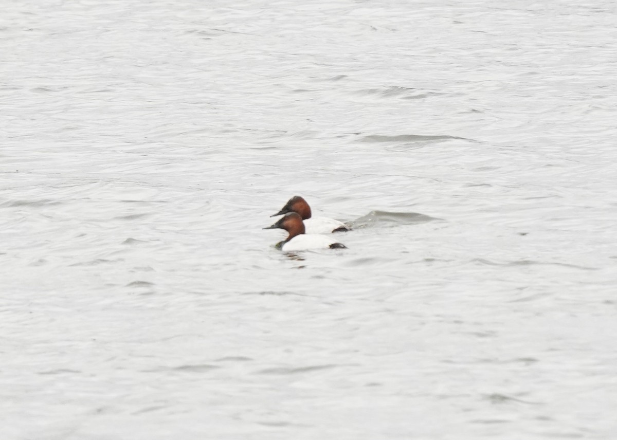 Canvasback - Pam Hardy