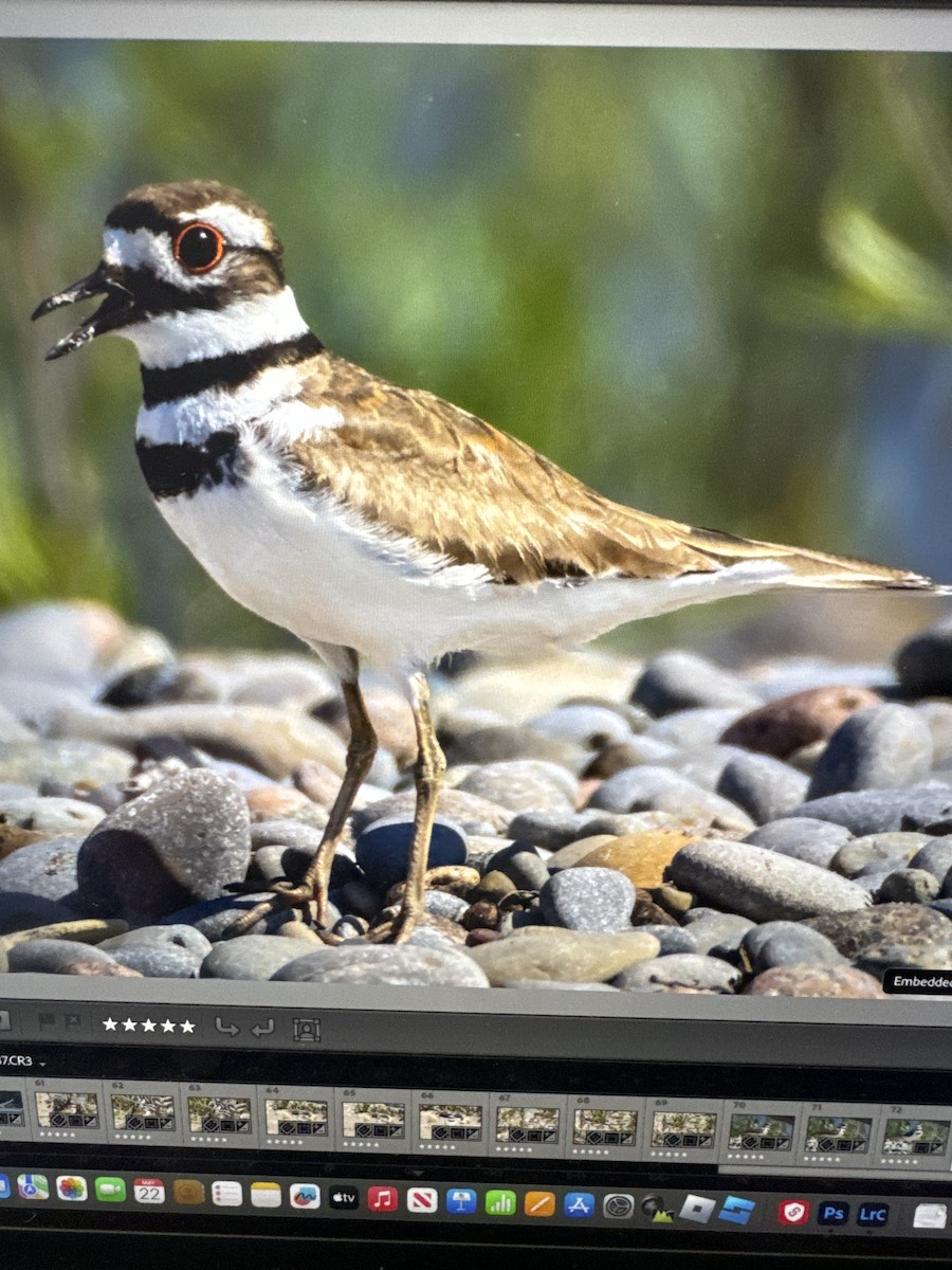 Killdeer - Diane Schlichting