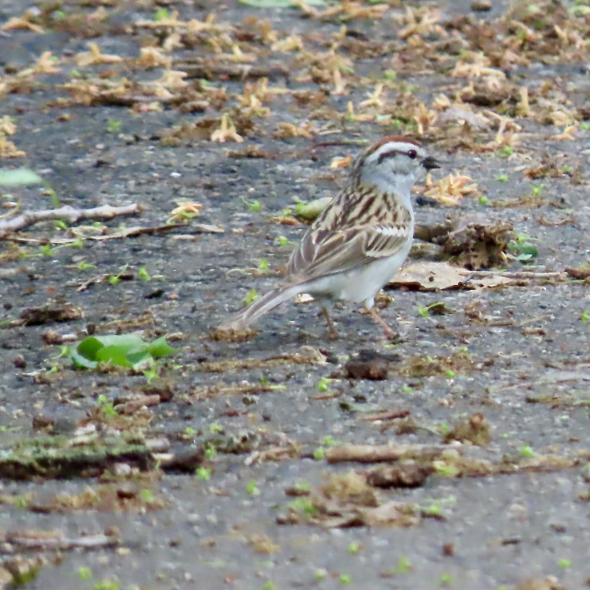 Chipping Sparrow - Jocelyn K