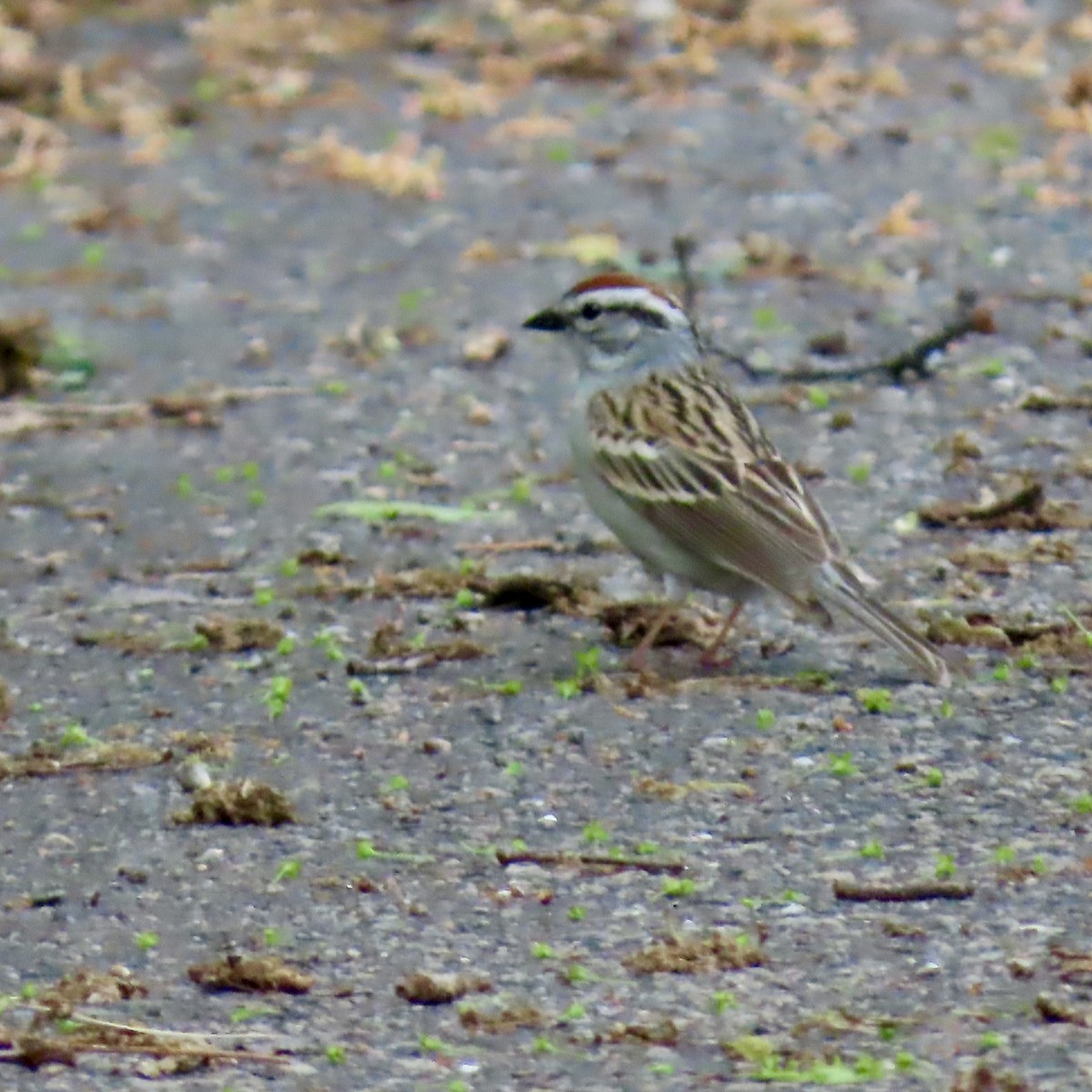 Chipping Sparrow - Jocelyn K