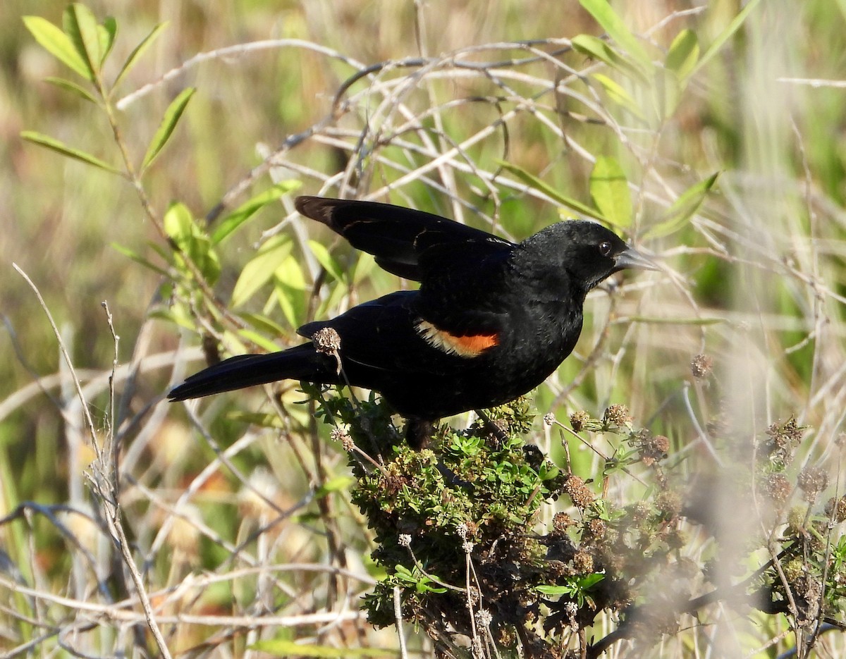 Red-winged Blackbird - Eve Waterman