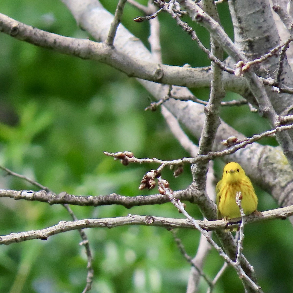 Yellow Warbler - Jocelyn K