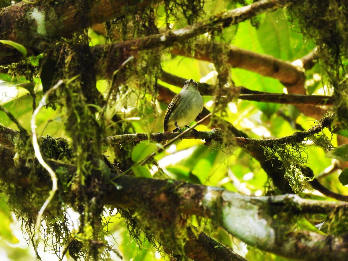 Mistletoe Tyrannulet - Marilyn Ureña