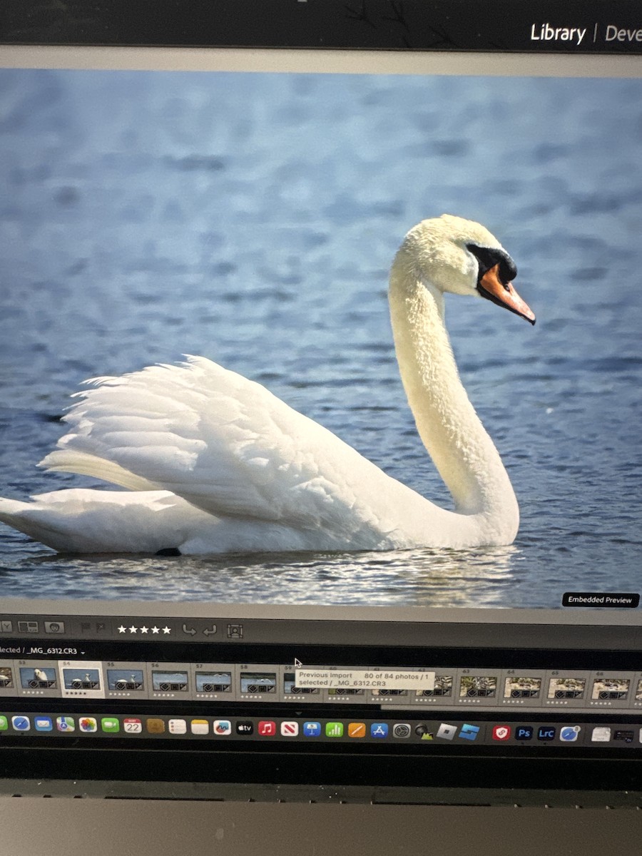 Mute Swan - Diane Schlichting