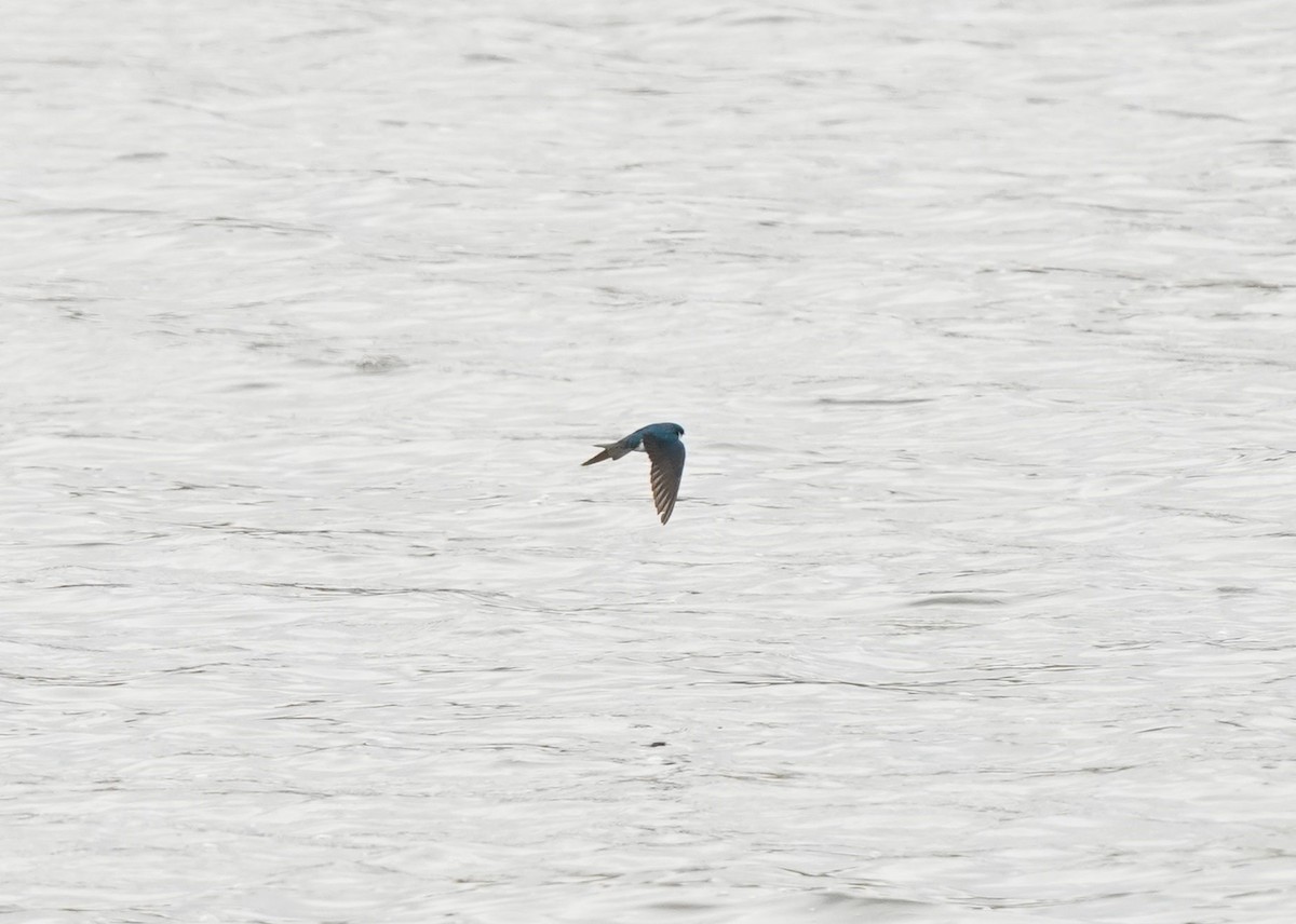 Tree Swallow - Pam Hardy