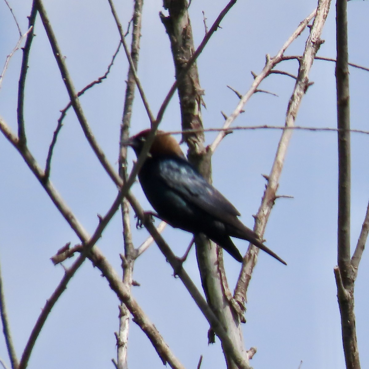 Brown-headed Cowbird - Jocelyn K