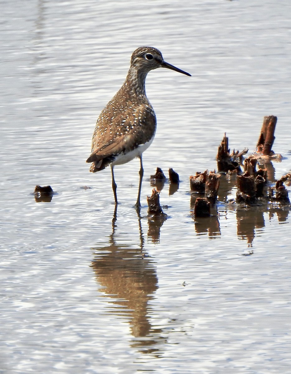 Lesser/Greater Yellowlegs - Bruce Mellberg