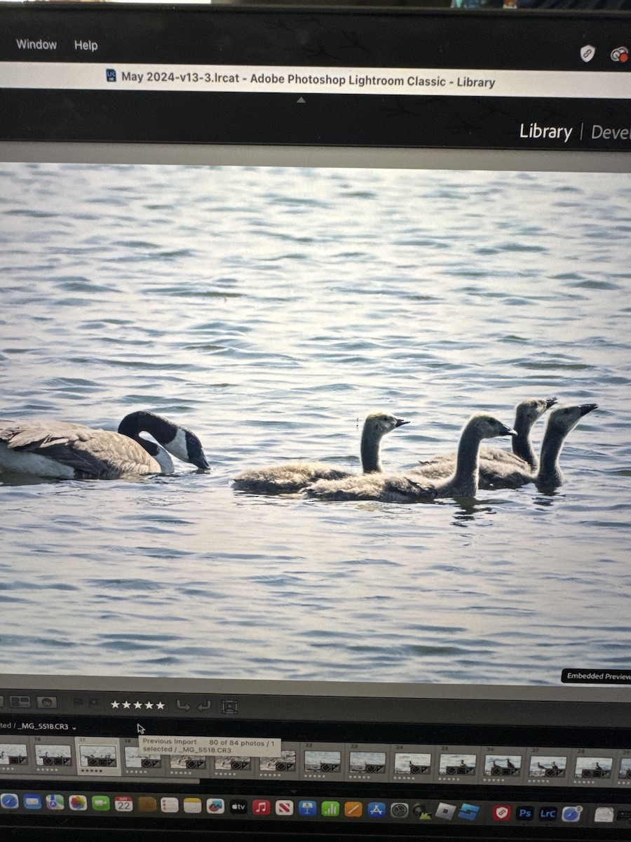 Canada Goose - Diane Schlichting