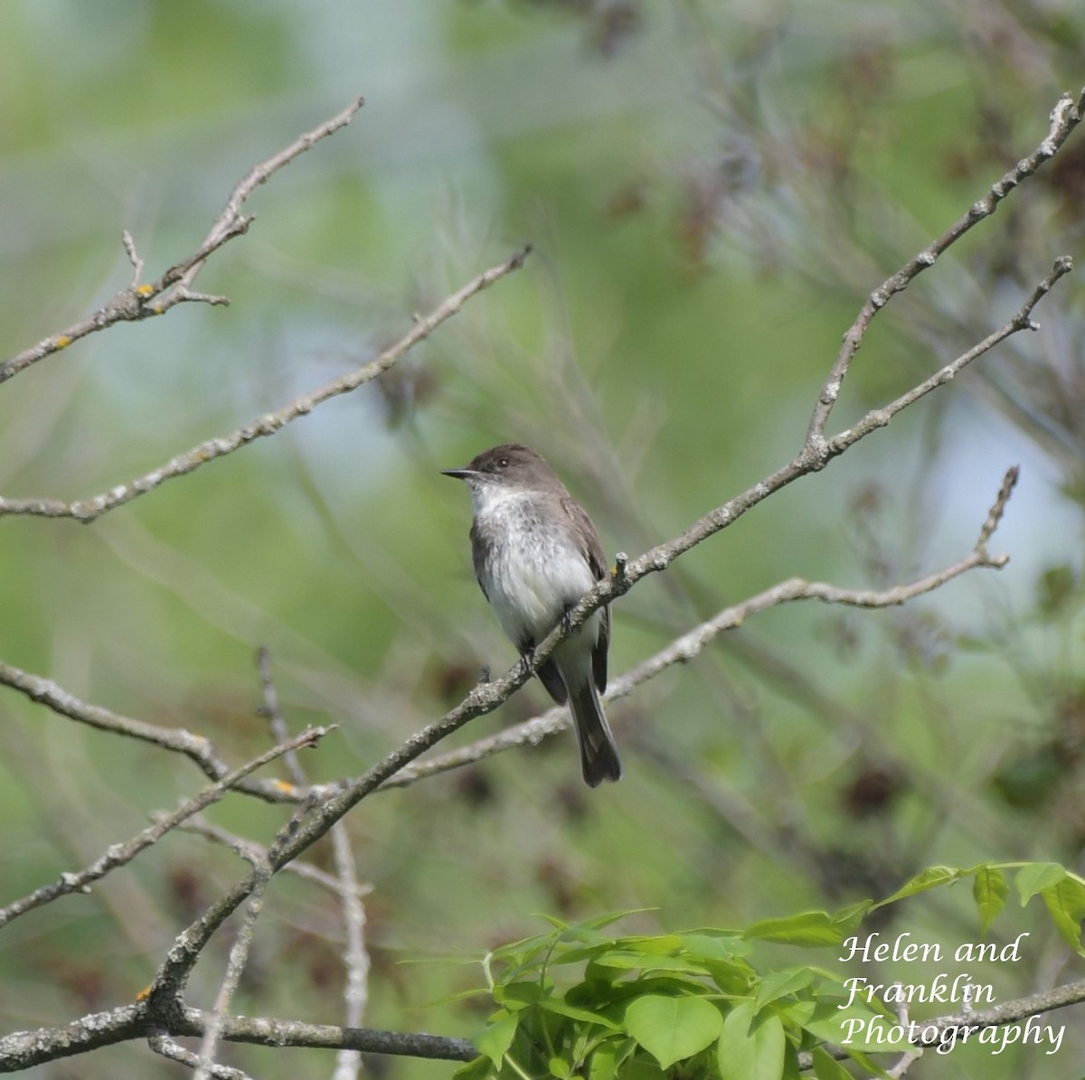 Eastern Phoebe - Helen and Franklin Chow