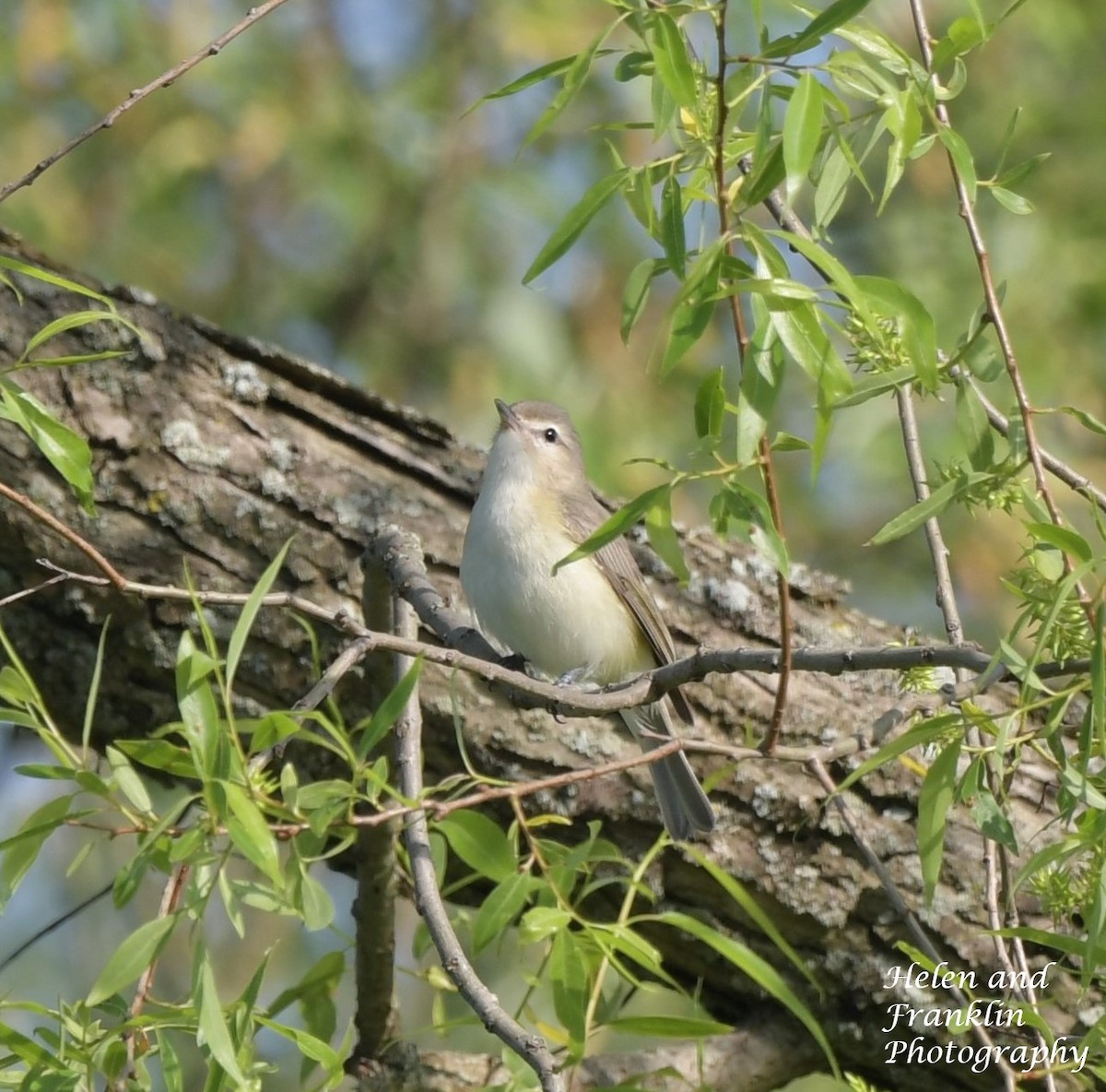 Warbling Vireo - Helen and Franklin Chow