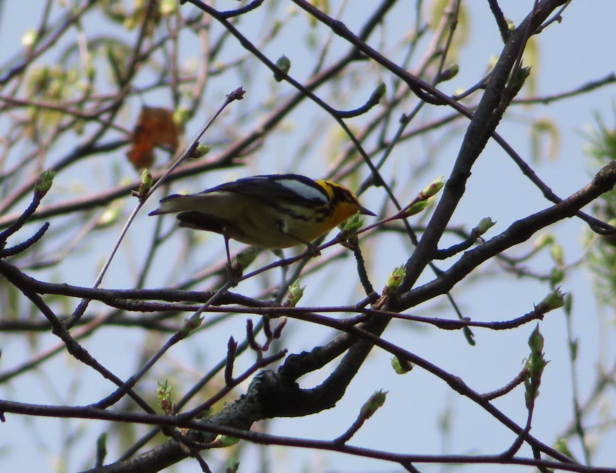 Blackburnian Warbler - Sylvie Gagnon