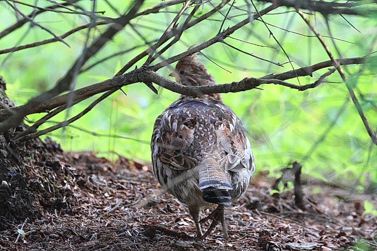 Ruffed Grouse - Stan Chapman