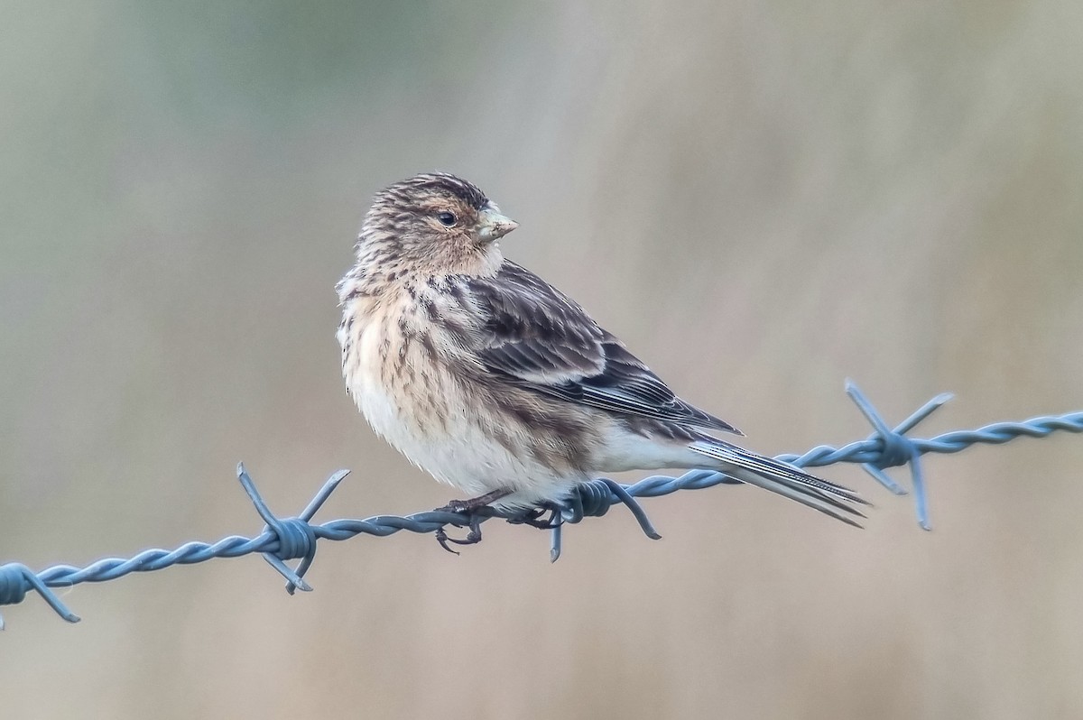 Twite - Theo de Clermont