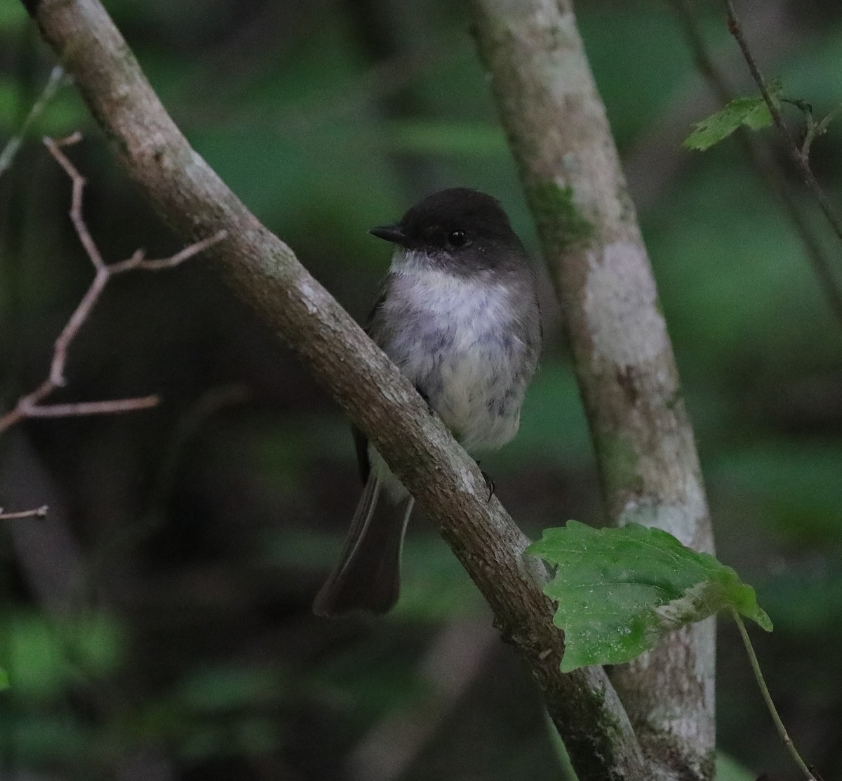 Eastern Phoebe - Laurel Barnhill