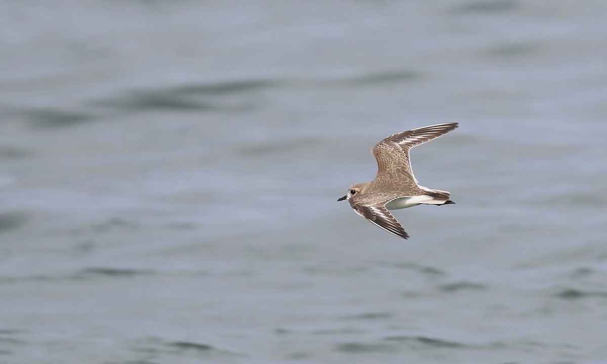 Two-banded Plover - Adrián Braidotti