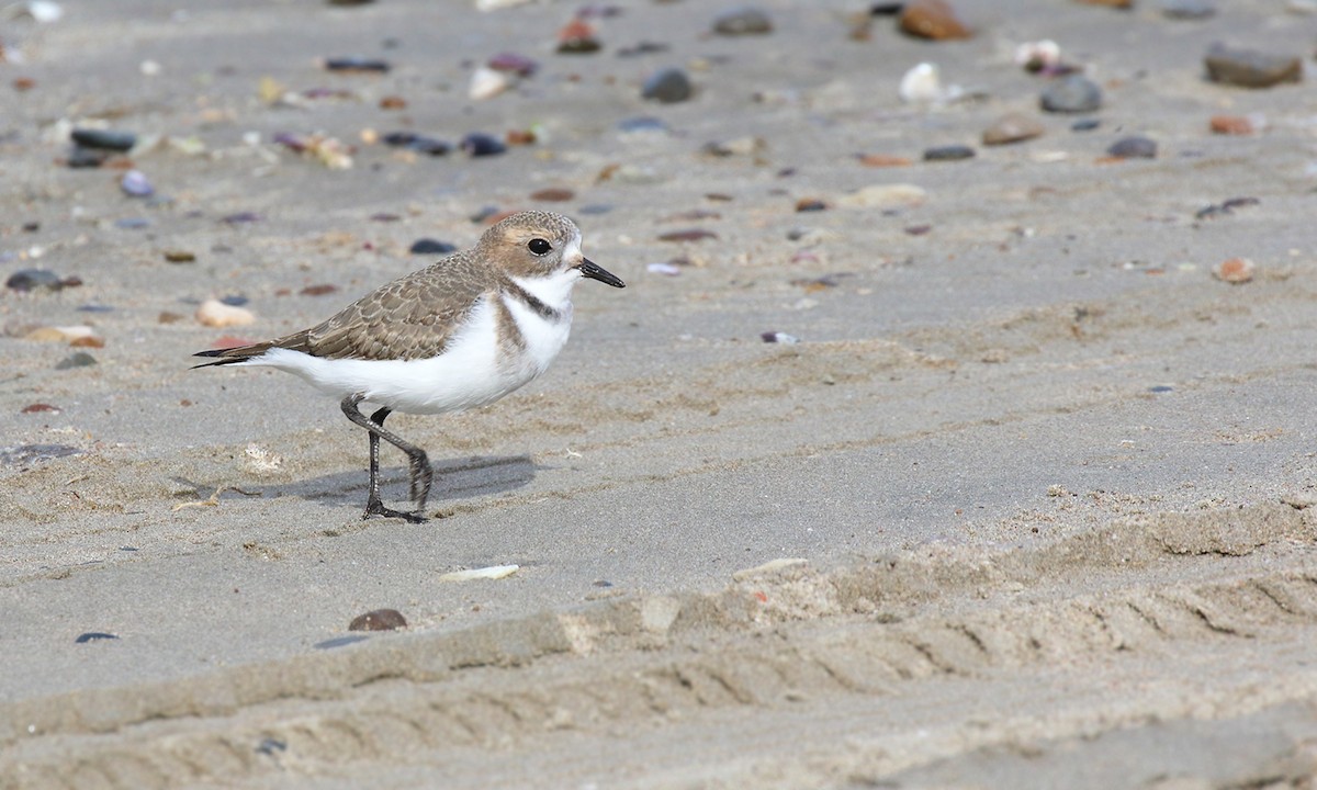 Two-banded Plover - Adrián Braidotti