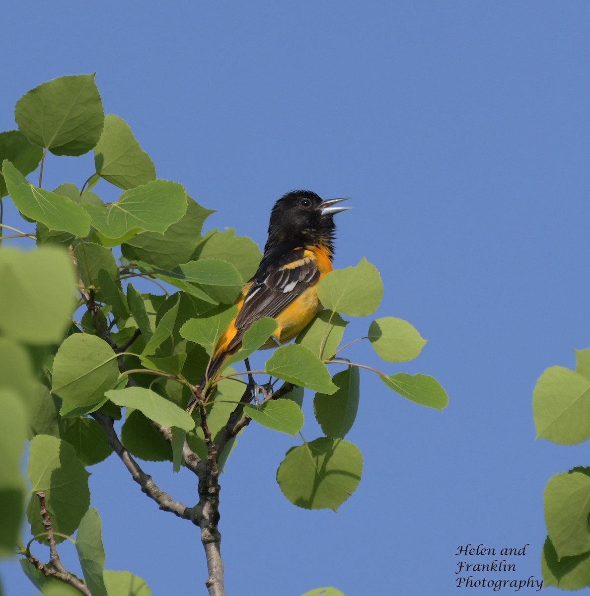 Baltimore Oriole - Helen and Franklin Chow