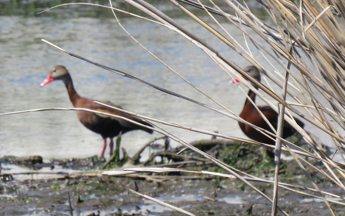 Dendrocygne à ventre noir - ML619455087