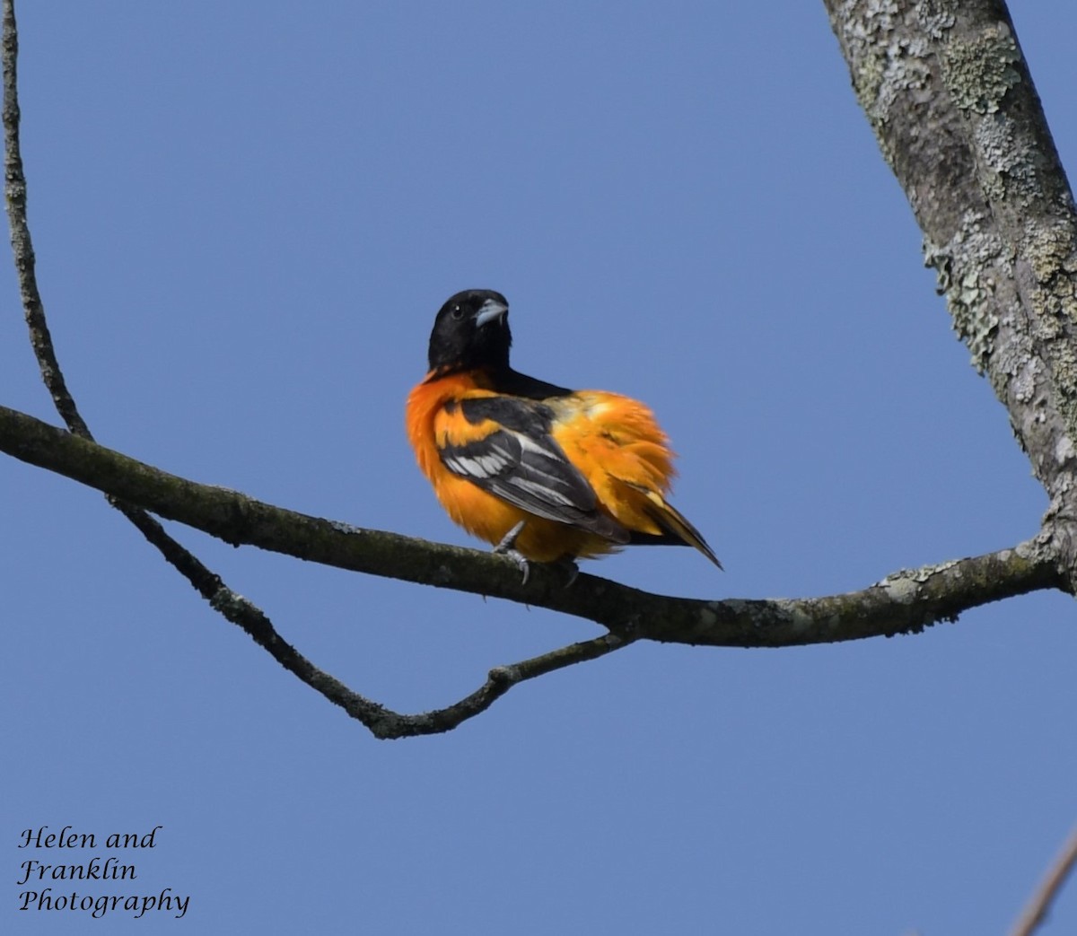 Baltimore Oriole - Helen and Franklin Chow