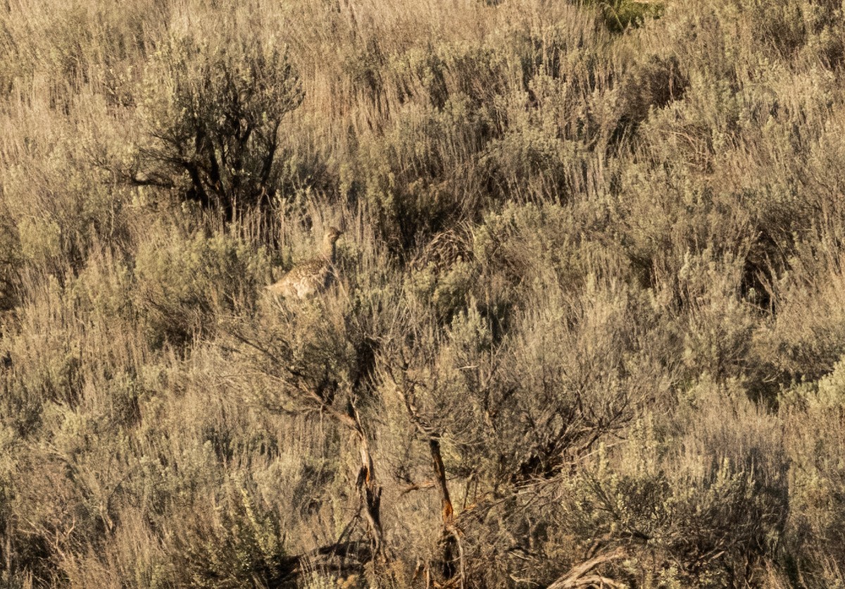 Sharp-tailed Grouse - Anne Heyerly