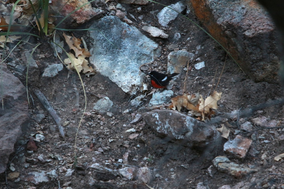 Painted Redstart - Jesse Pline