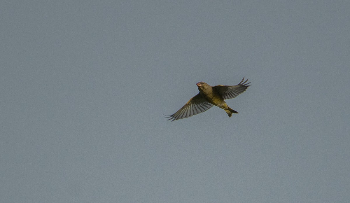 European Greenfinch - Theo de Clermont