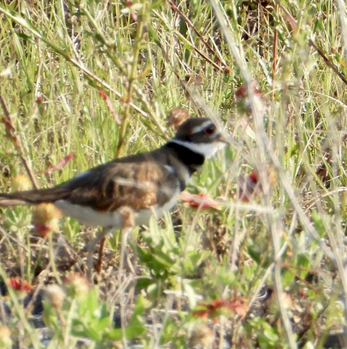 Killdeer - Eve Waterman